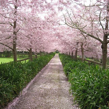 English Cherry Tree Manor Tamahere Exterior foto