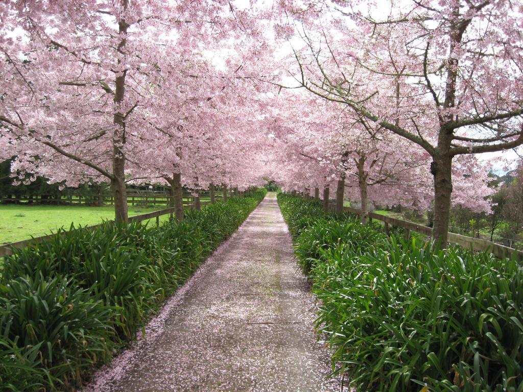 English Cherry Tree Manor Tamahere Exterior foto