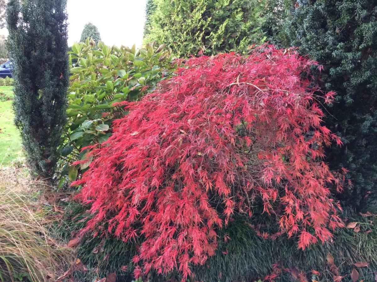 English Cherry Tree Manor Tamahere Exterior foto